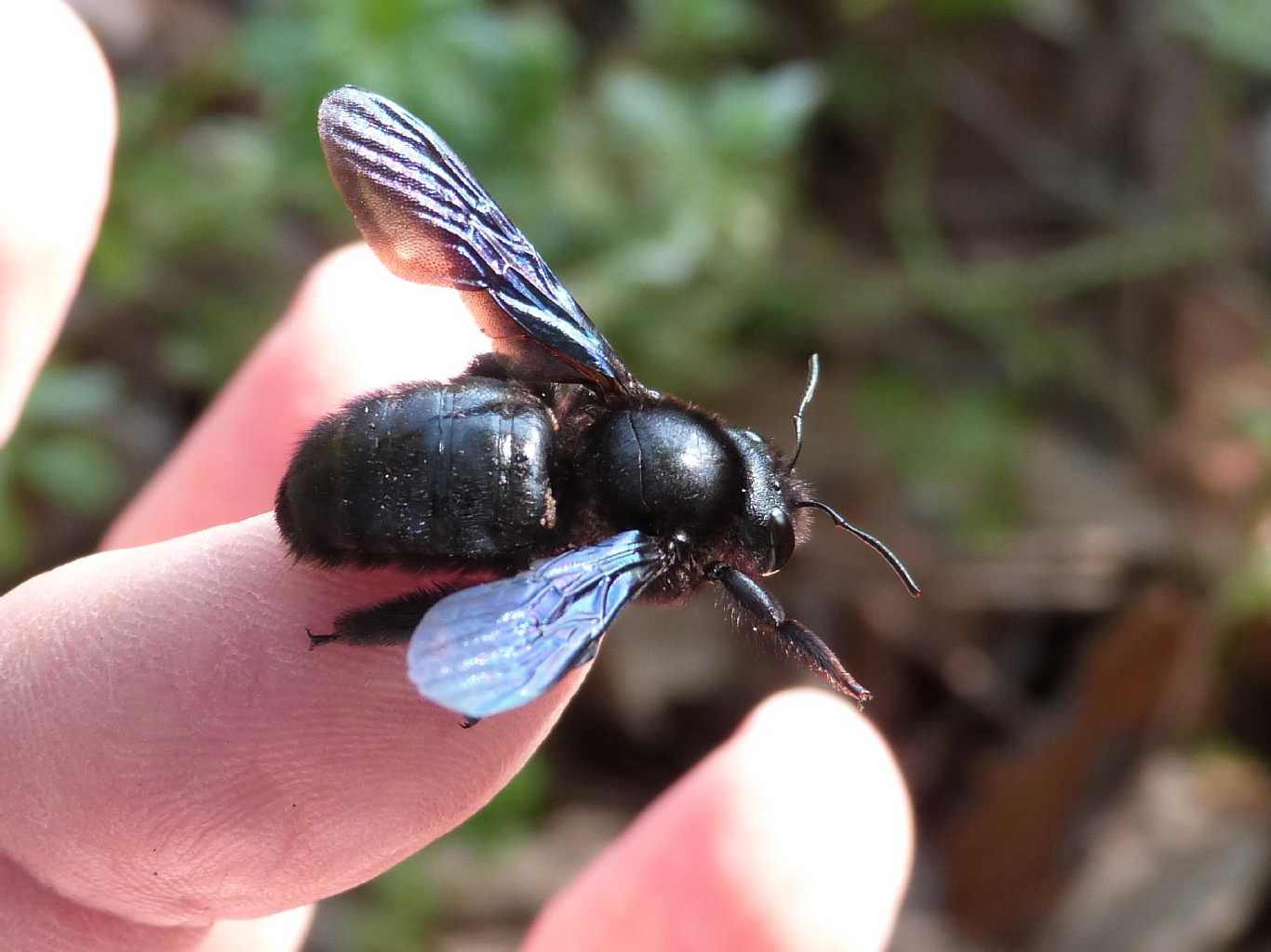 Xylocopa violacea svernante - Torrimpietra (RM)